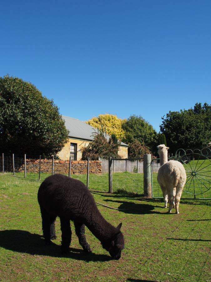 Blackwood Park Cottages Mole Creek Экстерьер фото